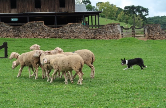 Caminhos de Pedra
